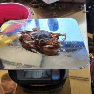 돌게 1kg