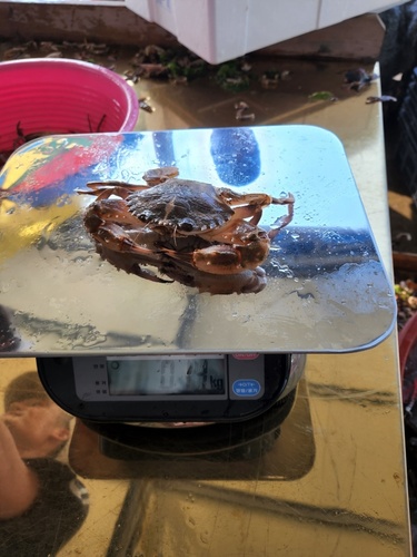 돌게 1kg