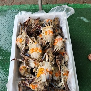 암꽃게 2kg