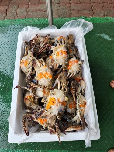 암꽃게 2kg