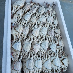 산지직송생물꽃게 3kg