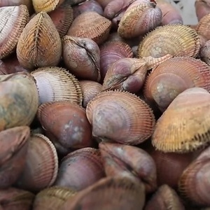 새조개 1kg