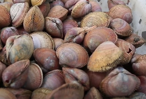 새조개 1kg