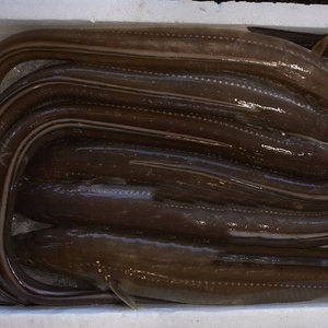 붕장어