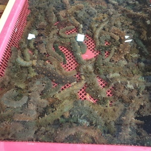 해삼 1kg