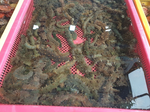 해삼 1kg