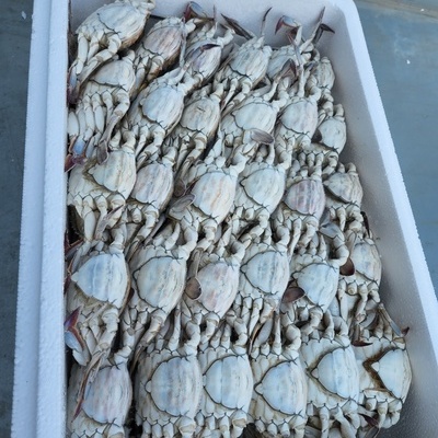 산지직송생물꽃게 1kg