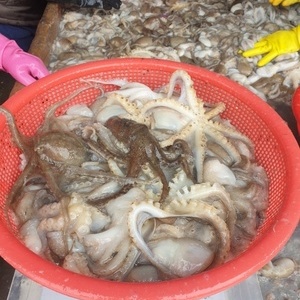 낙지