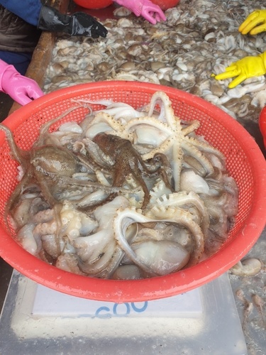 낙지