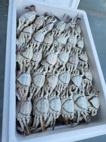 산지직송생물꽃게 2kg