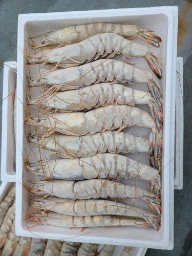안면도명품자연산대하 1kg